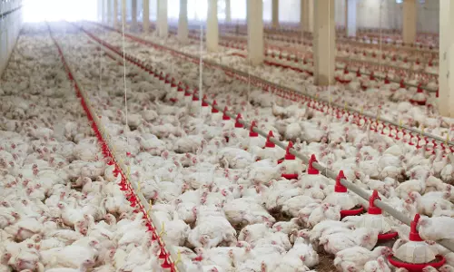 கோழிப்பண்ணைகளில் ஈக்களை கட்டுப்படுத்துவது எப்படி?