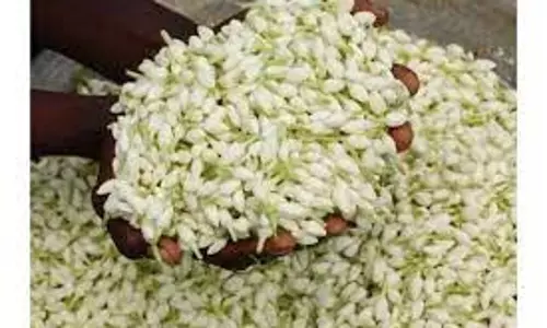 நாமக்கல் தினசரி சந்தையில்மல்லிகை பூ கிலோ ரூ.560-க்கு விற்பனை