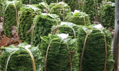 பரமத்திவேலூரில் வெற்றிலை விலை குறைந்தது பரமத்திவேலூரில் வெற்றிலை விலை குறைந்தது