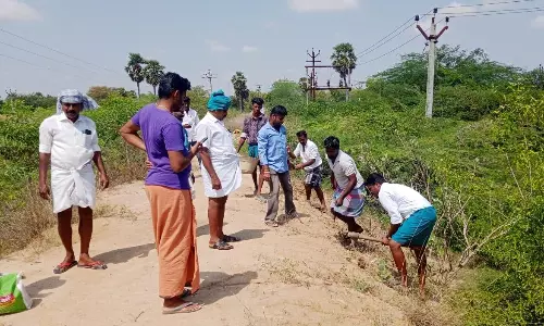 ஏரிக்கரையில் 4 ஆயிரம் பனைவிதைகள் விதைப்பு