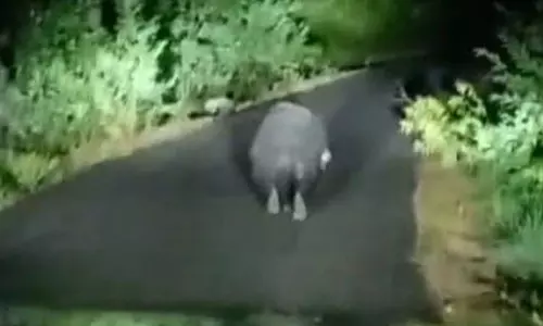 சாலையில் நடமாடிய கரடி