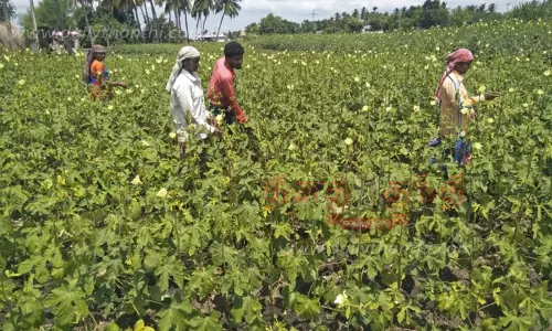 வெண்டைக்காய் விலை திடீர் உயர்வு