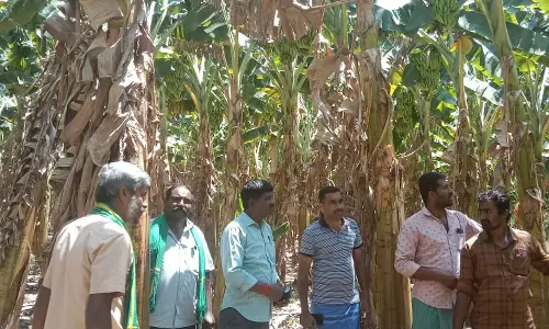 சேவூர் அருகே வாழைக்கன்றுகள் பயிரிட்ட விவசாயிகளுக்கு ரூ.3 கோடி நஷ்டம்.