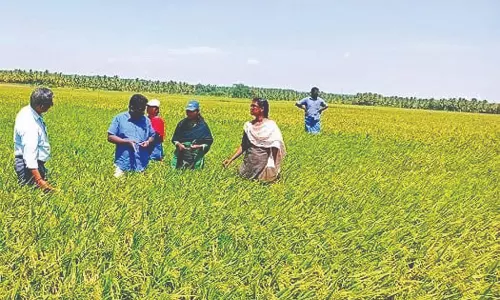 குறுவை சாகுபடிக்கேற்ற சன்ன நெல் ரகம் அறிமுகம்