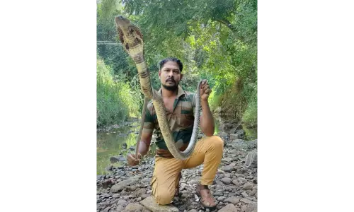 தேனியில்மளிகை கடைக்குள் புகுந்த 6 அடி நீள நல்லபாம்பு