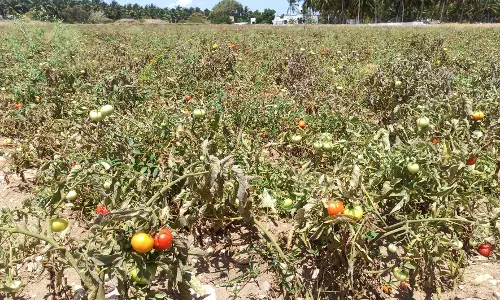 விலை வீழ்ச்சியால் பறிக்காமல் செடிகளில் பழுத்து அழுகும் தக்காளி