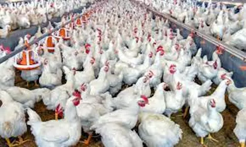 கறிக்கோழி முட்டை விலை