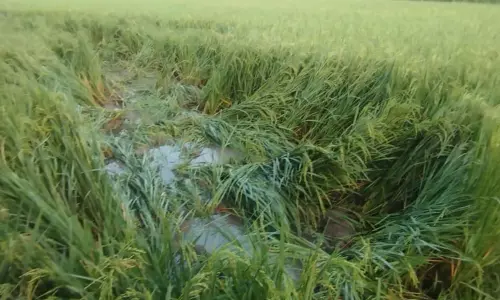 ஒற்றை யானை மீண்டும் அட்டகாசம்