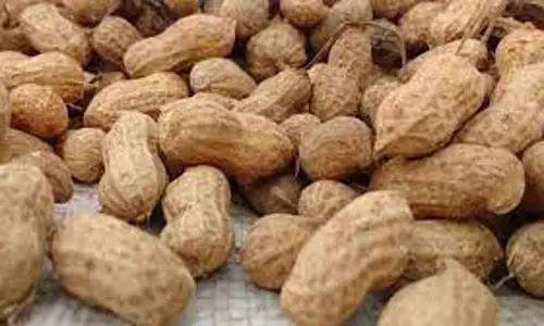 அந்தியூர் ஒழுங்குமுறை விற்பனைக்கூடத்தில் ரூ.2½ லட்சத்துக்கு நிலக்கடலை ஏலம்