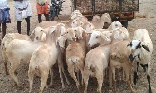 கன்னிவாடி சந்தையில் ஆடுகள் விற்பனை மந்தம்