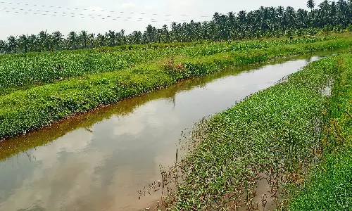 கீழ்பவானி பாசன கால்வாயில் ஆகாய தாமரைகள்