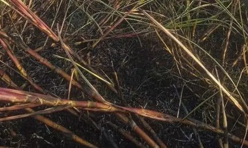 கரும்பு தோட்டத்தில் தீ விபத்து