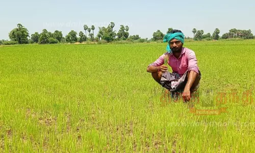 தண்ணீர் இன்றி 5 ஆயிரம் ஏக்கர் நெற்பயிர்கள் கருகும் அபாயம்