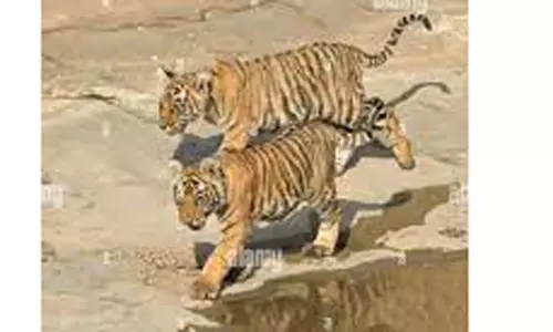 புலிக்குட்டிகள் நடமாடுவதாக 4 மணி நேரம் தேடுதல் வேட்டை