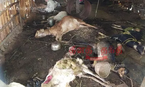ஈரோடு அருகே மர்ம விலங்கு கடித்து 8 ஆடுகள் பலி; பொதுமக்கள் பீதி
