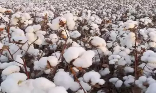 ரூ.1 கோடிக்கு பருத்தி விற்பனை