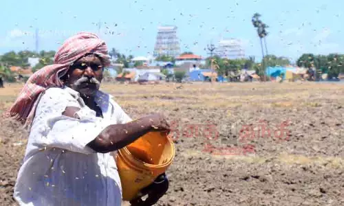 விதை நெல்களை தூவும் பணியில் விவசாயிகள் ஆர்வம்