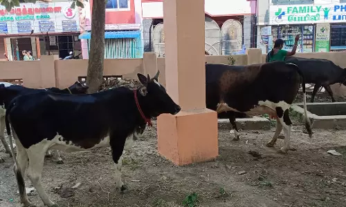 சீர்காழி நகர் பகுதியில் சுற்றித்திரிந்த கால்நடைகள் பிடிப்பு