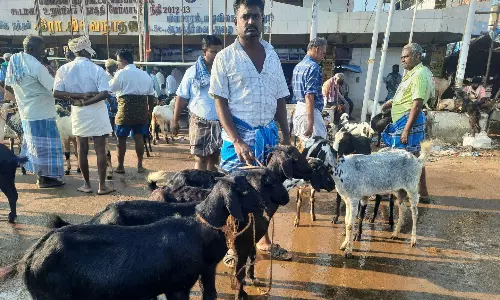 ஆடு, நாட்டு கோழி விலை வீழ்ச்சி ஆடு, நாட்டு கோழி விலை வீழ்ச்சி
