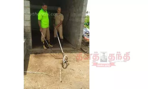 காய்கறி கடை, குடியிருப்பு பகுதியில் நுழைந்த சாரை பாம்புகள் பிடிபட்டன காய்கறி கடை, குடியிருப்பு பகுதியில் நுழைந்த சாரை பாம்புகள் பிடிபட்டன