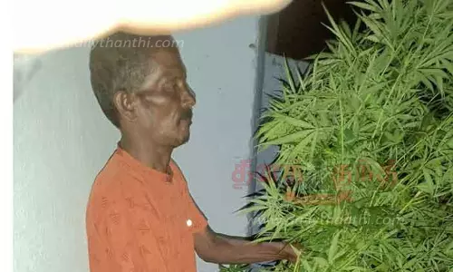 கஞ்சா செடி வளர்த்த தொழிலாளி கைது கஞ்சா செடி வளர்த்த தொழிலாளி கைது