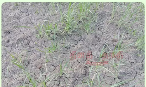 தண்ணீர் இல்லாமல் கருகும் நெற்பயிர்கள் தண்ணீர் இல்லாமல் கருகும் நெற்பயிர்கள்