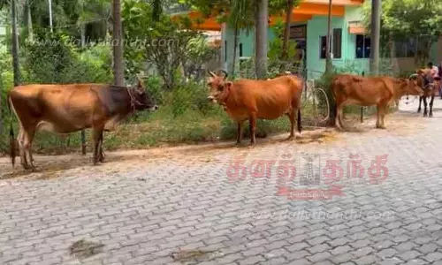 சாலையில் சுற்றித் திரிந்த மாடுகளின் உரிமையாளர்களுக்கு அபராதம்