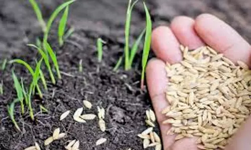 விவசாயிகளுக்கு மானிய விலையில் பாரம்பரிய நெல் விதைகள்