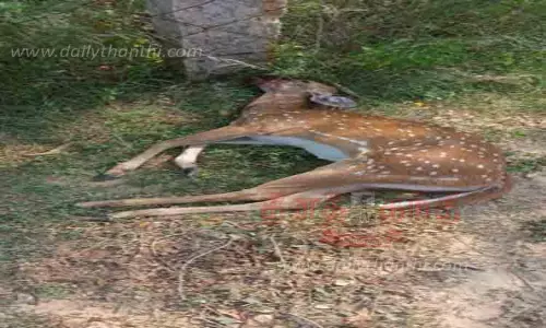 முள்வேலியில் சிக்கிய புள்ளிமான் மீட்பு