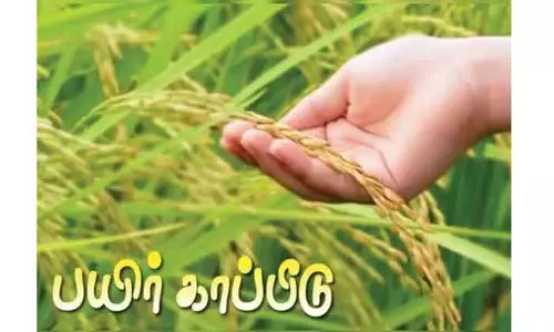 சம்பா பருவ நெல்லுக்கு பயிர் காப்பீடு செய்யலாம்