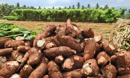 மரவள்ளி கிழங்கு விலை திடீர் உயர்வு