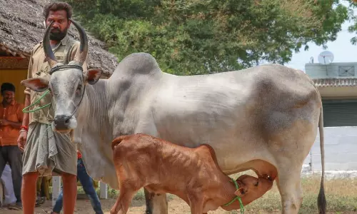 ரூ.17 லட்சத்துக்கு மாடுகள் விற்பனை