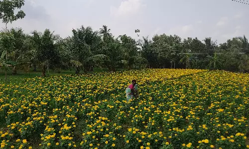 பூத்துக்குலுங்கும் சாமந்தி பூக்கள்