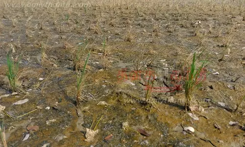 விளைநிலங்களில் நிலத்தடி நீரின் தன்மை மாறி கருகும் பயிர்கள்