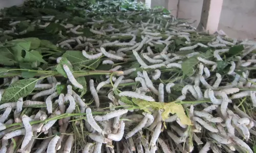 பூச்சி தாக்குதலால் பட்டுக்கூடு விலை குறைவு: விவசாயிகள் கவலை