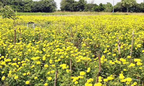 விலை வீழ்ச்சியால் பறிக்காமல் செடியிலேயே வீணாகும் குண்டு சாமந்தி பூக்கள்
