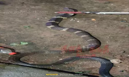 வீட்டில் பதுங்கிய 10 அடி நீள ராஜநாகம் பிடிபட்டது