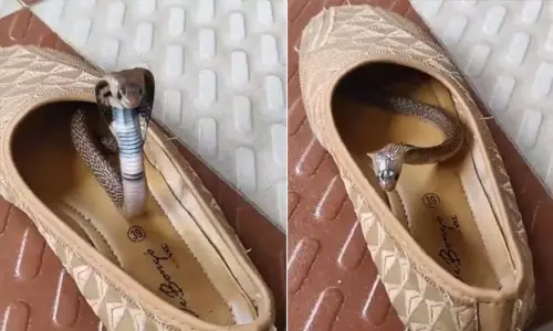 புது காலணியா...? உற்சாகத்தில் படமெடுத்து ஆடியபடி வந்த பாம்பால் பரபரப்பு