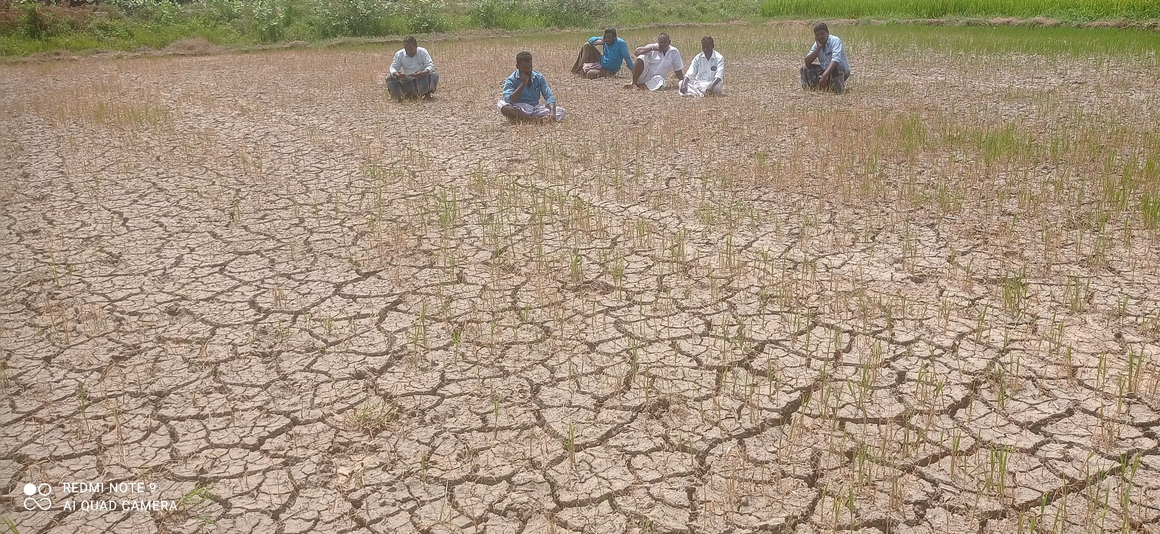 கருகிய நெற்பயிர்களை கண்டுகதறும் விவசாயிகள்