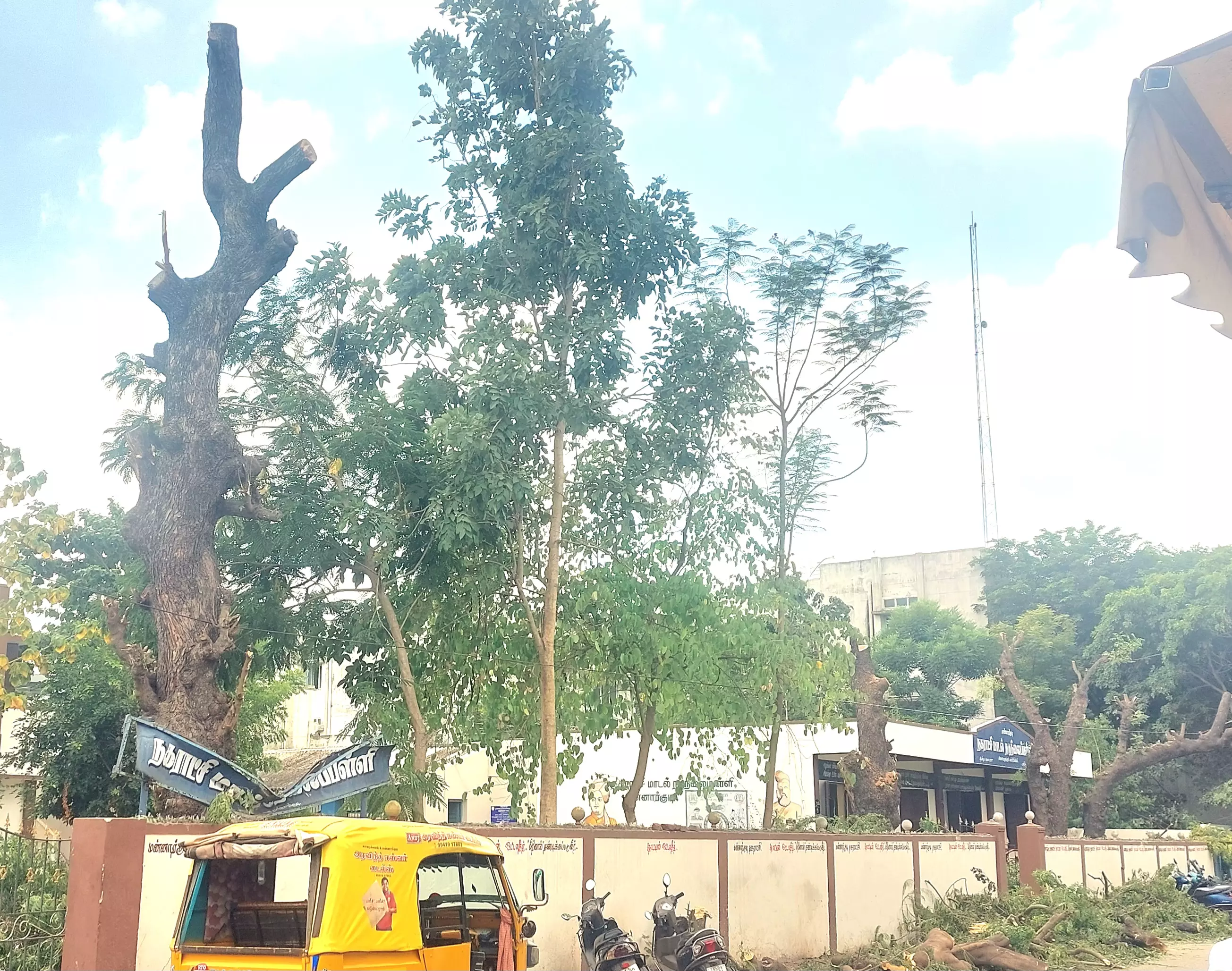 50 ஆண்டுகள் பழமையான வேப்பமரங்களின் கிளைகள் வெட்டி அகற்றம்