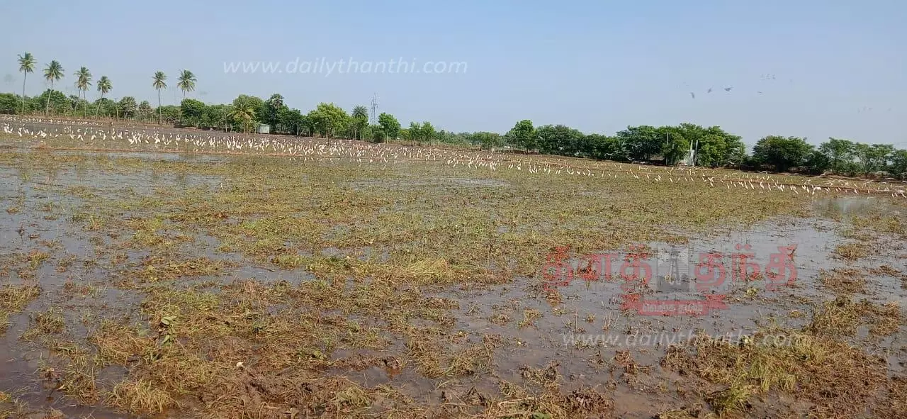 உழவு செய்த வயலில் இரை தேடிய கொக்குகள்