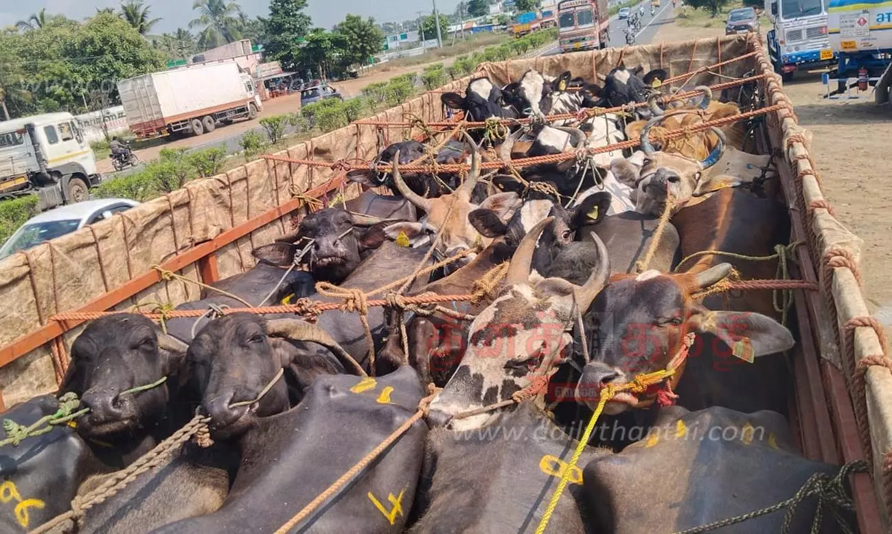 விற்பனைக்கு மாடுகளை ஏற்றி சென்ற4 டிரைவர்கள் மீது வழக்கு