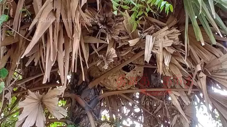 வாகன ஓட்டிகள், பொதுமக்களை அச்சுறுத்தும் விஷவண்டு கூடு