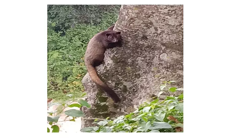 குன்னூர் அருகே மரத்தில் தென்பட்ட மரநாய்