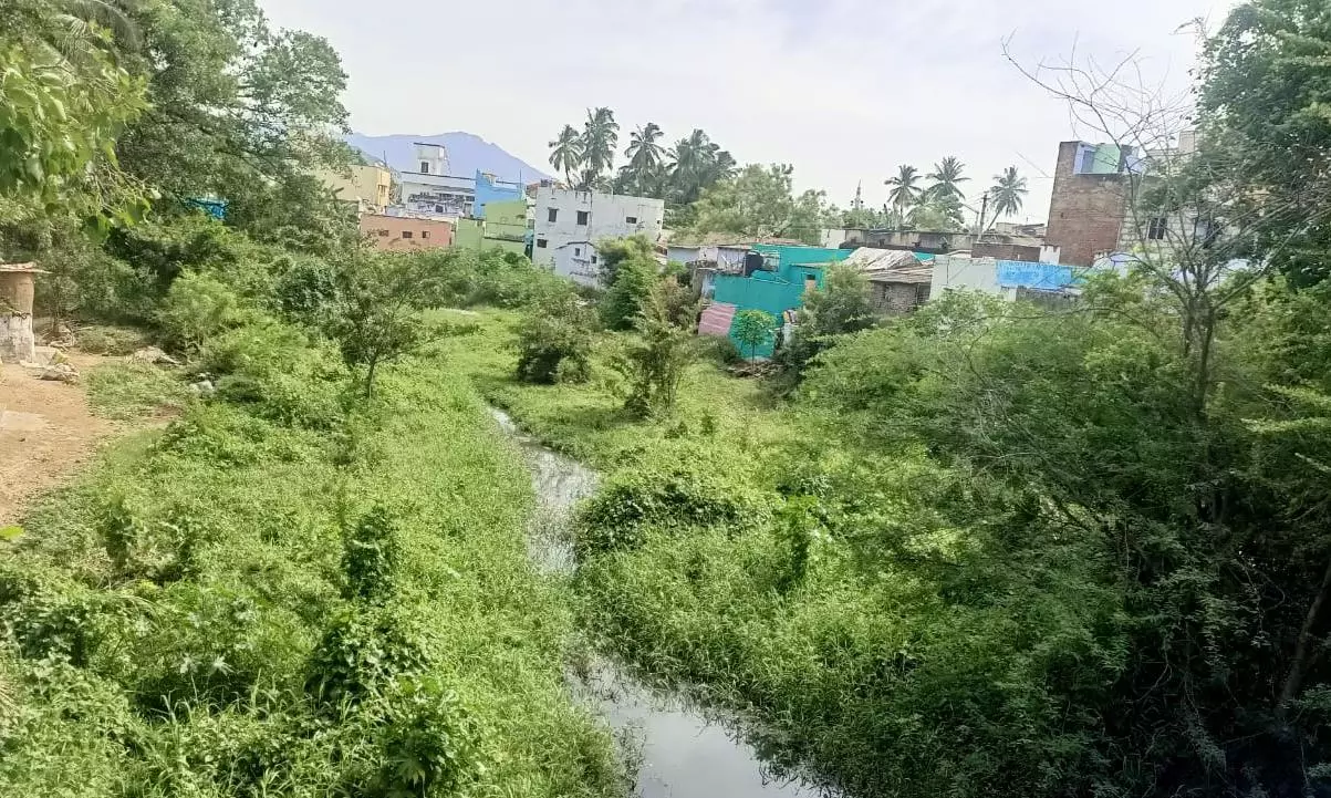 வத்தலக்குண்டுவில் மஞ்சளாற்றை ஆக்கிரமித்த செடி, கொடிகள் அகற்றப்படுமா?; பொதுமக்கள் எதிர்பார்ப்பு வத்தலக்குண்டுவில் மஞ்சளாற்றை ஆக்கிரமித்த செடி, கொடிகள் அகற்றப்படுமா?; பொதுமக்கள் எதிர்பார்ப்பு