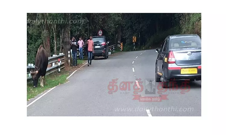 வனவிலங்குகளை படம் எடுக்கும் சுற்றுலா பயணிகள்;கண்காணிக்க சமூக ஆர்வலர்கள் வலியுறுத்தல்