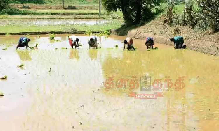 நடவு பணியில் ஈடுபட்ட  விவசாயிகள்