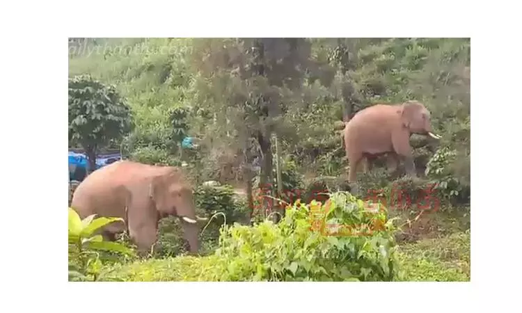 பந்தலூர் அருகே, ஊருக்குள் புகுந்து காட்டுயானைகள் அட்டகாசம்; பொதுமக்கள் அலறியடித்து ஓட்டம்