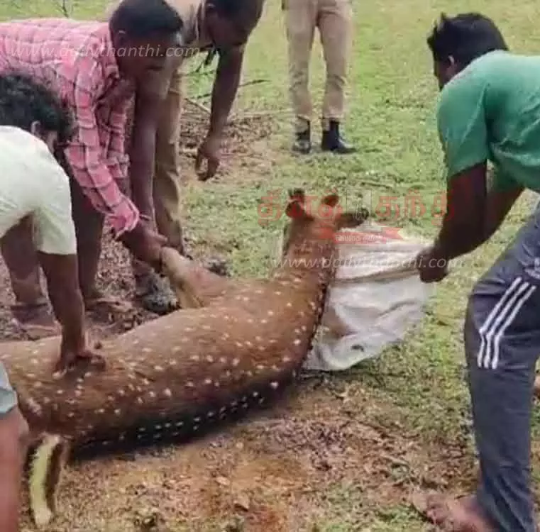 கிணற்றில் தவறி விழுந்த புள்ளிமான் மீட்பு