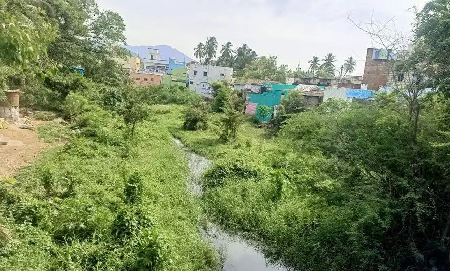 மஞ்சளாற்றை ஆக்கிரமித்த செடி, கொடிகள் அகற்றப்படுமா? மஞ்சளாற்றை ஆக்கிரமித்த செடி, கொடிகள் அகற்றப்படுமா?